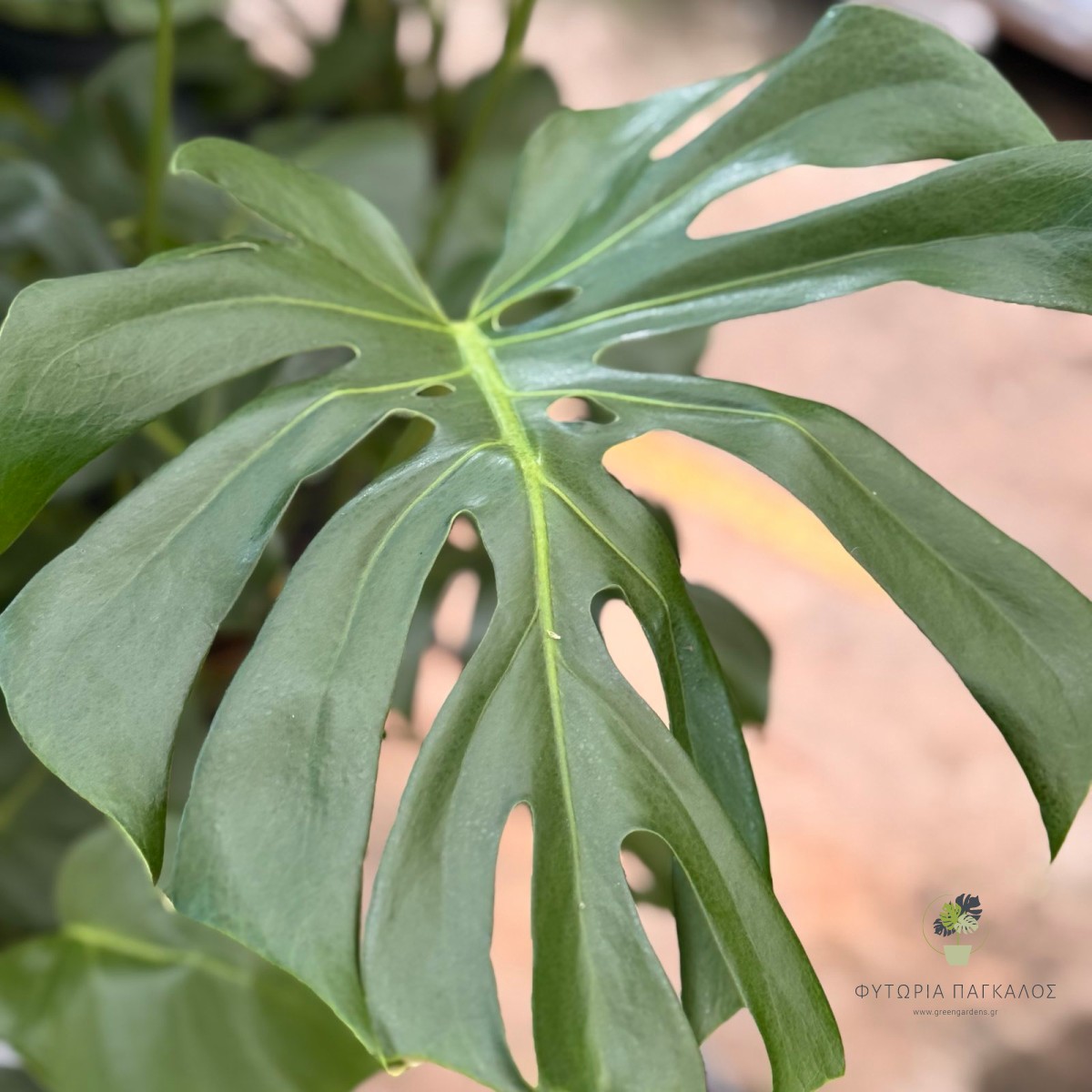 Μονστέρα (Monstera deliciosa) | Τροπικό Φυτό Εσωτερικού Χώρου | Green Gardens - 3 lt